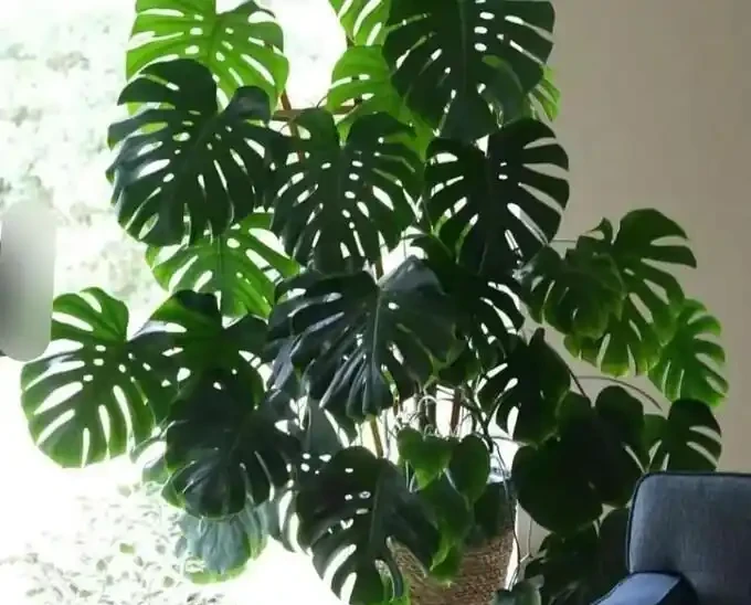 養龜背芋別傻澆水，這2種液體輪流灌，葉片瘋長比臉大，輕鬆變老樁