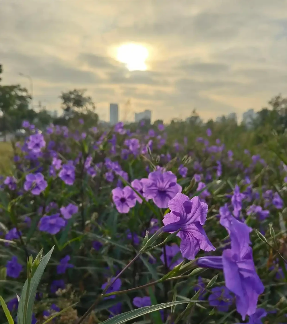 翠蘆莉