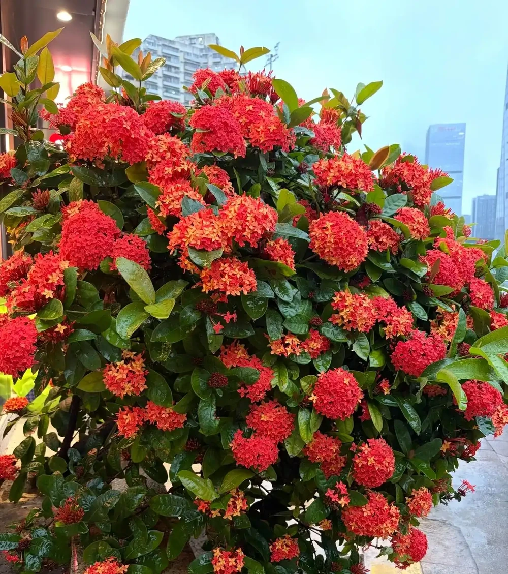 華南的「繡球花花」