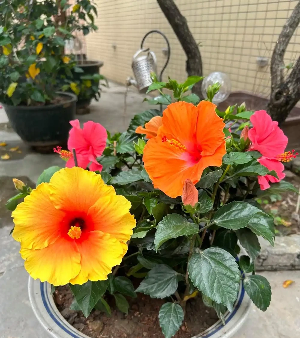 矮杆木槿花花