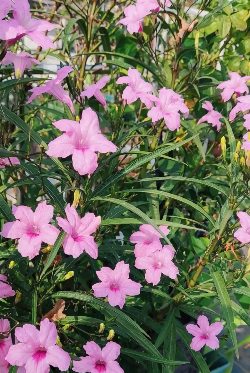 開花期超長