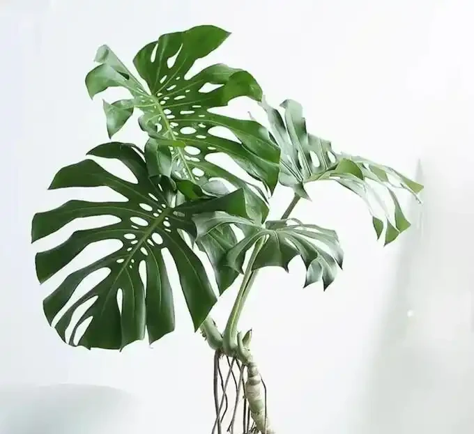 養龜背芋別傻澆水,這2種液體輪流灌,葉片瘋長比臉大,輕鬆變老樁