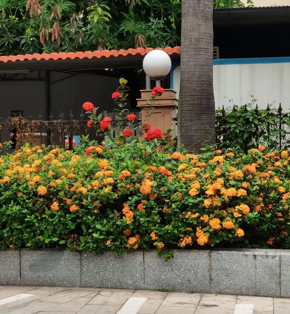 龍船花