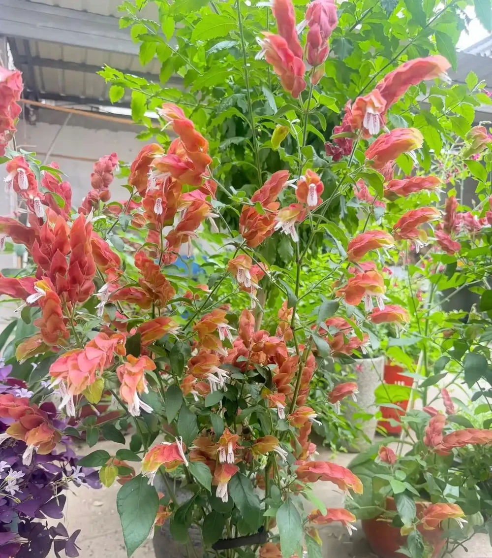 皮實植物