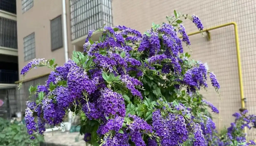 蕾絲金露花