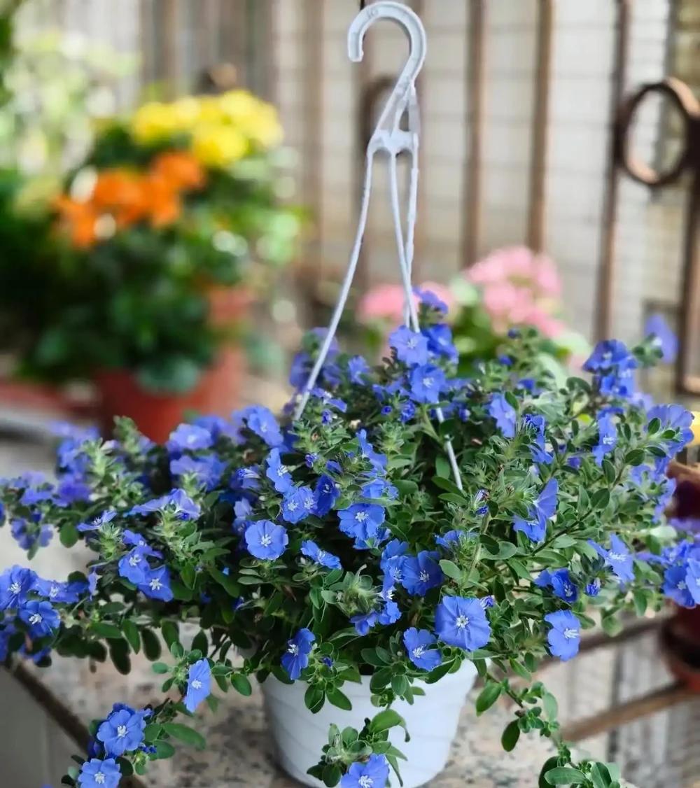 藍星花