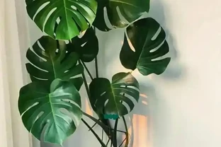 養龜背芋別傻澆水，這2種液體輪流灌，葉片瘋長比臉大，輕鬆變老樁