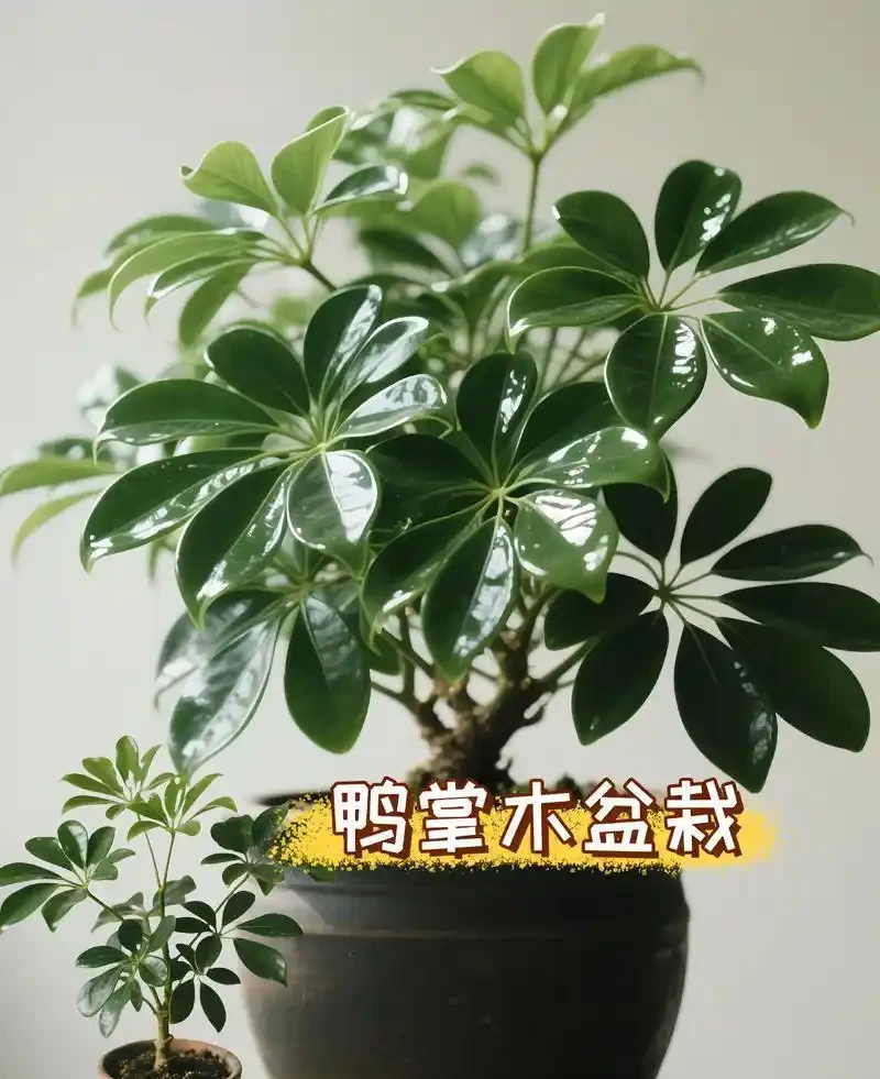 別扔!90%腐根的鵝掌藤,按這套急救法,半月滿血復活