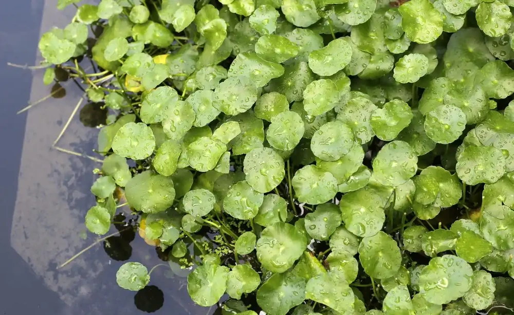 夏天銅錢草總黃葉腐根?記住這5招,輕鬆爆滿盆!