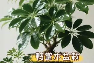 別扔！90%腐根的鵝掌藤，按這套急救法，半月滿血復活