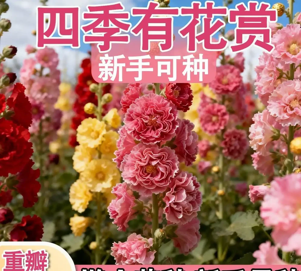 從零開始打造花園:這些植物讓陽臺變成四季花海