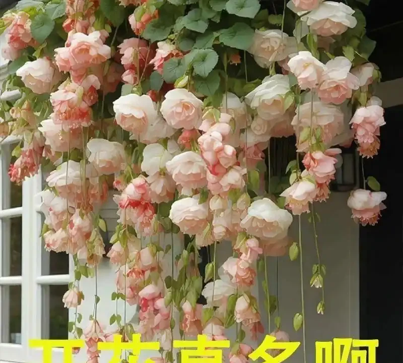 從零開始打造花園:這些植物讓陽臺變成四季花海