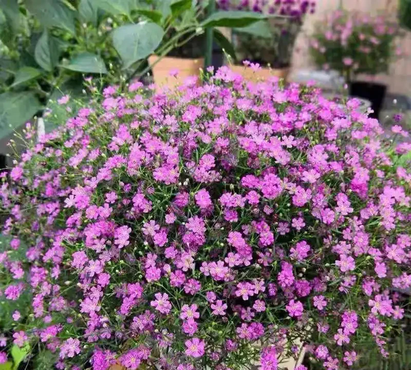 從零開始打造花園:這些植物讓陽臺變成四季花海