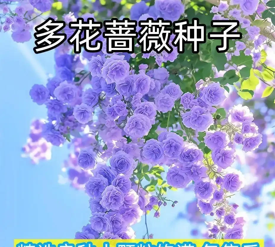 從零開始打造花園:這些植物讓陽臺變成四季花海