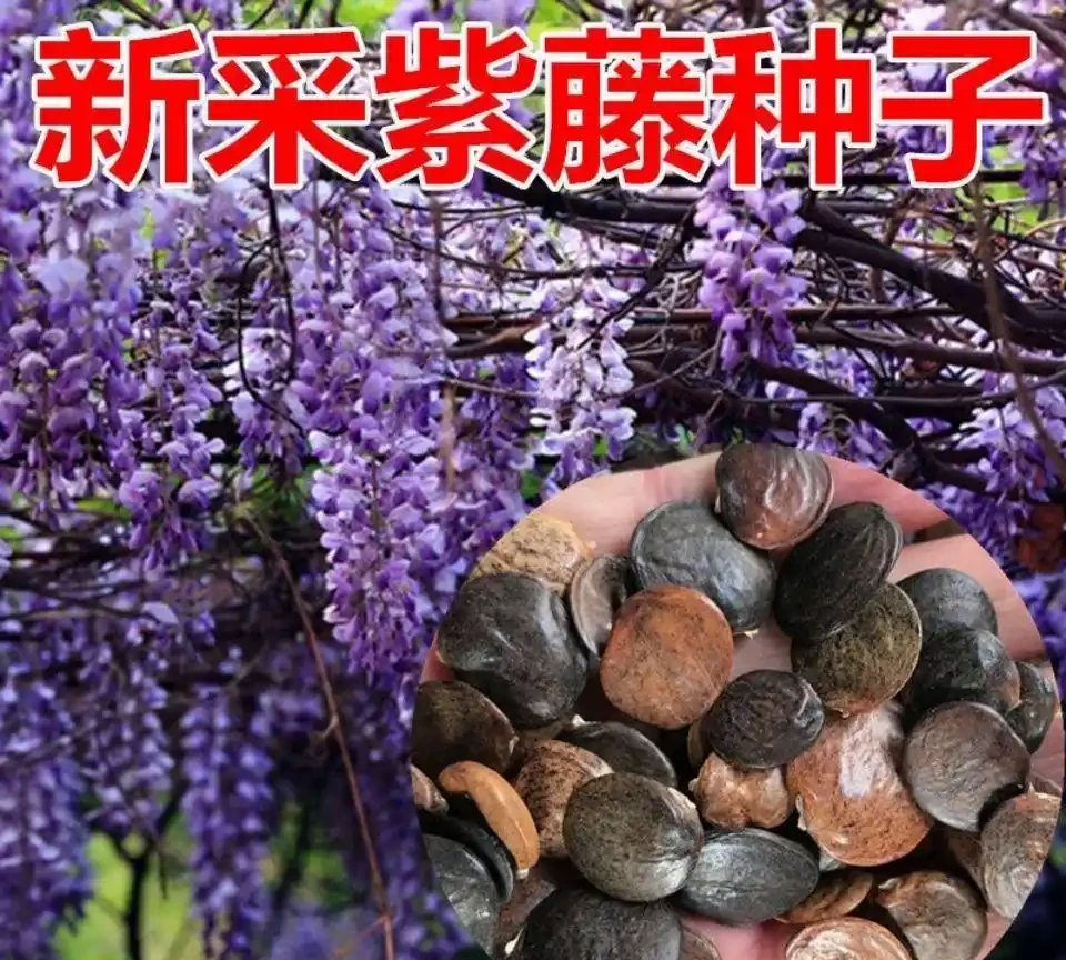 從零開始打造花園:這些植物讓陽臺變成四季花海