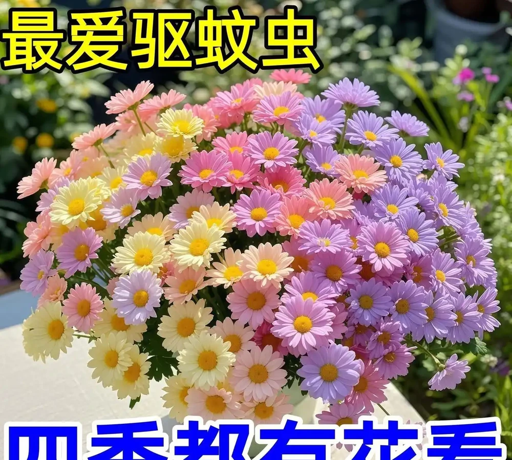 從零開始打造花園:這些植物讓陽臺變成四季花海