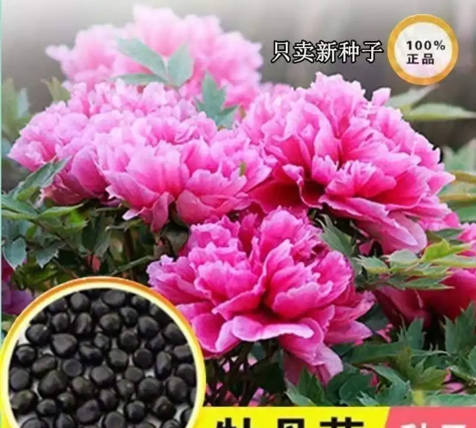 從零開始打造花園:這些植物讓陽臺變成四季花海