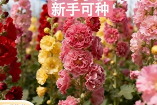從零開始打造花園：這些植物讓陽臺變成四季花海