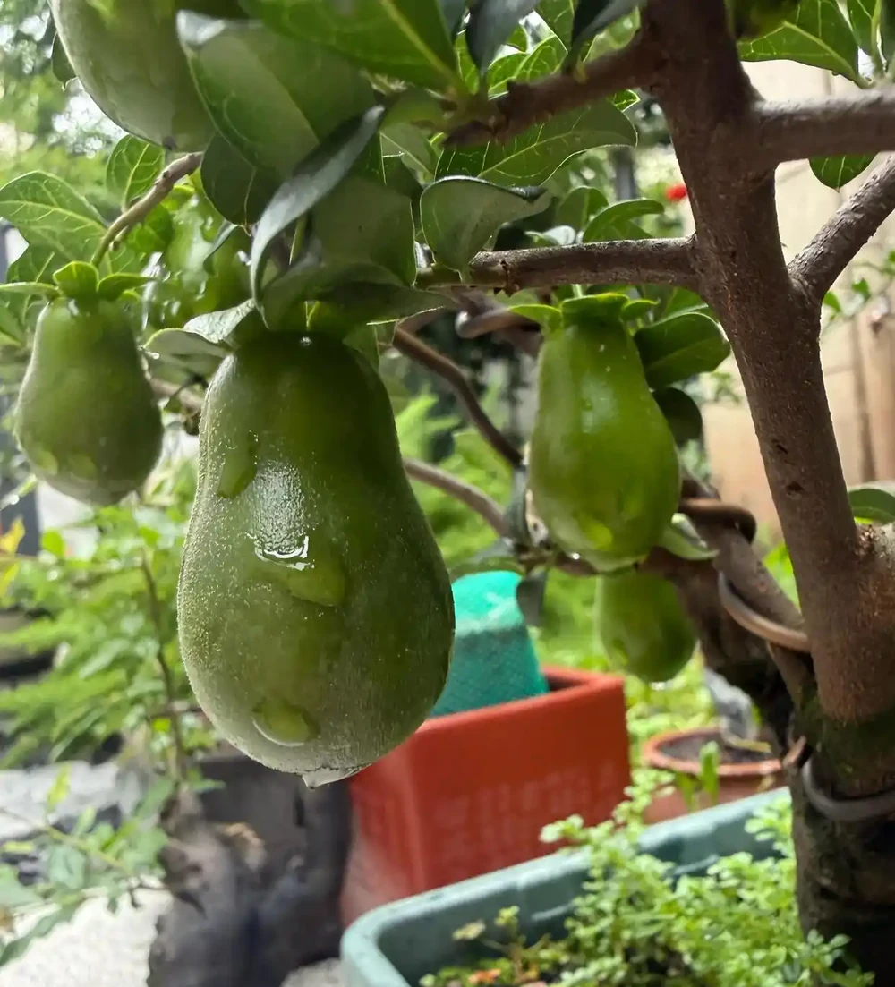金彈子不結果怎麼辦?弄清這6個關鍵原因,年年掛滿紅果不是難事