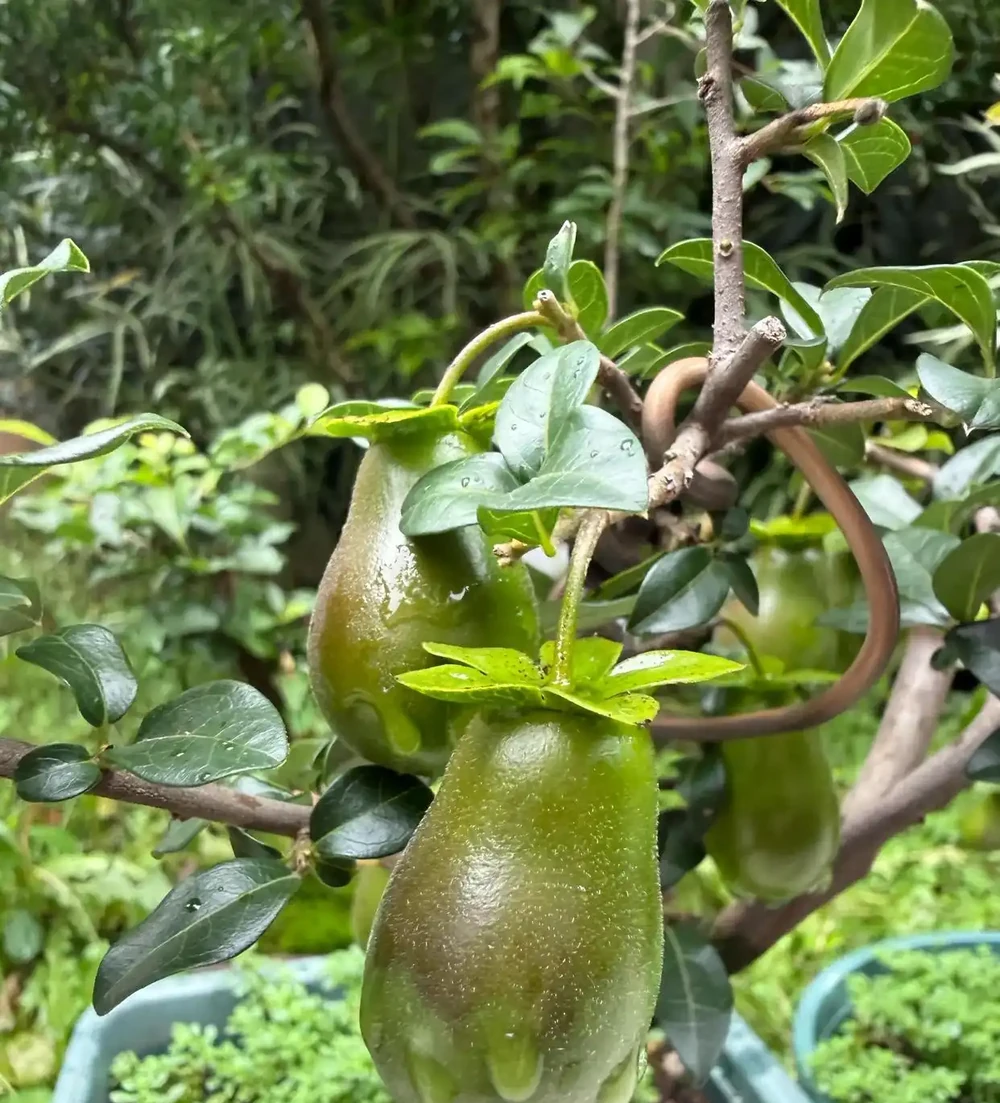 金彈子不結果怎麼辦?弄清這6個關鍵原因,年年掛滿紅果不是難事