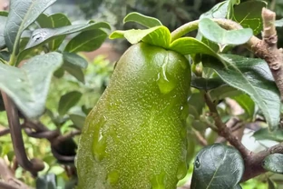 金彈子不結果怎麼辦？弄清這6個關鍵原因，年年掛滿紅果不是難事