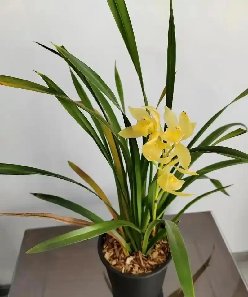 蘭花葉子發黃:7個常見原因+急救法,新手也能救回綠油油葉片