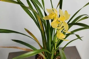 蘭花葉子發黃：7個常見原因+急救法，新手也能救回綠油油葉片