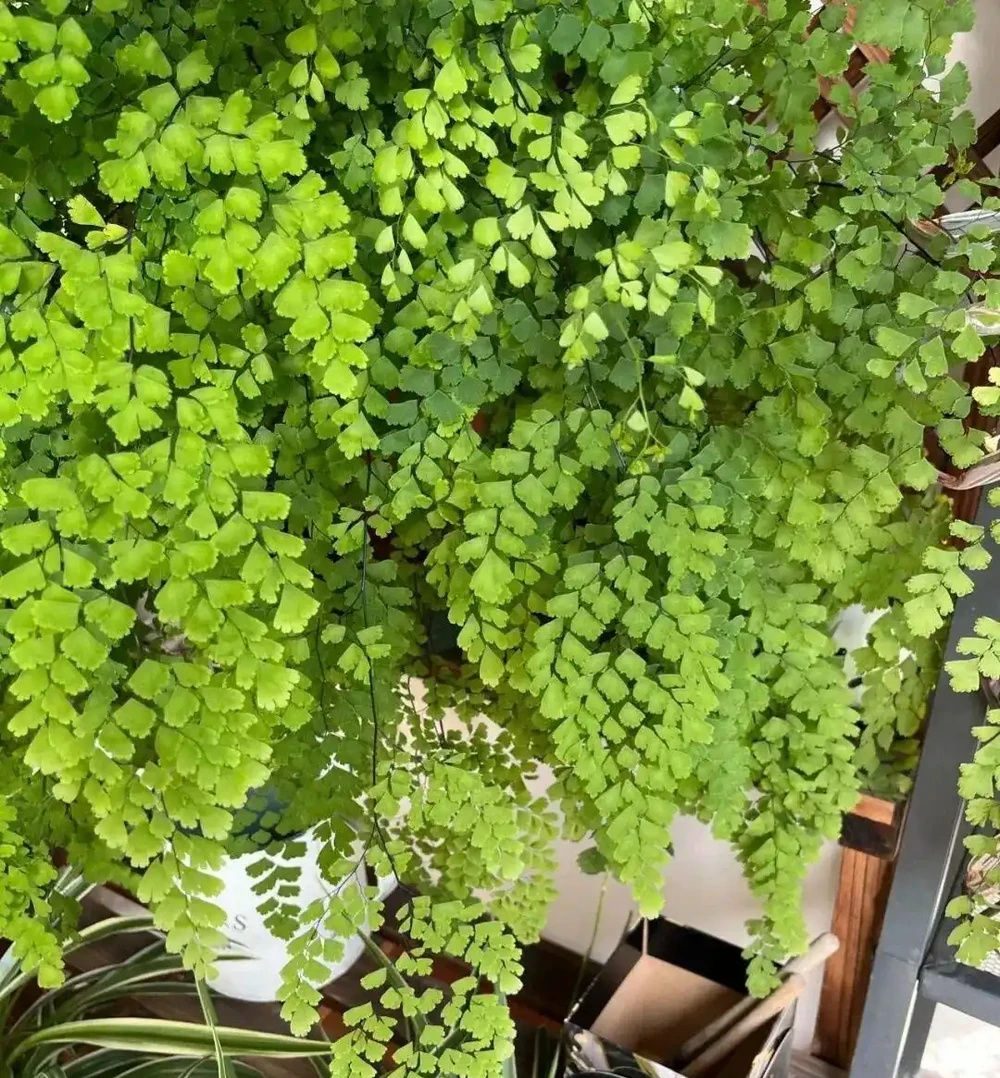 廁所養4盆花,臭味異味全走光,衛生間也乾淨漂亮