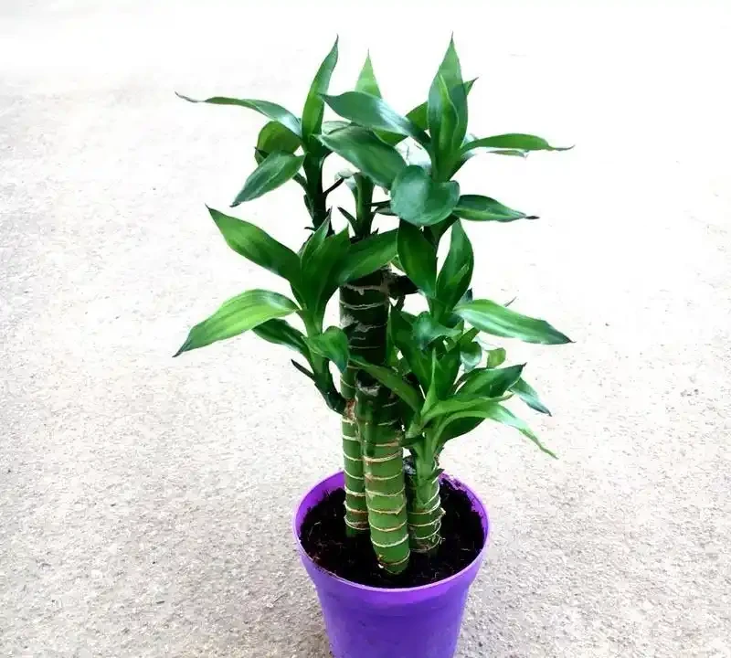 萬年竹總黃葉、不冒芽?土耕換水耕,加點它,根系白嫩猛竄新芽