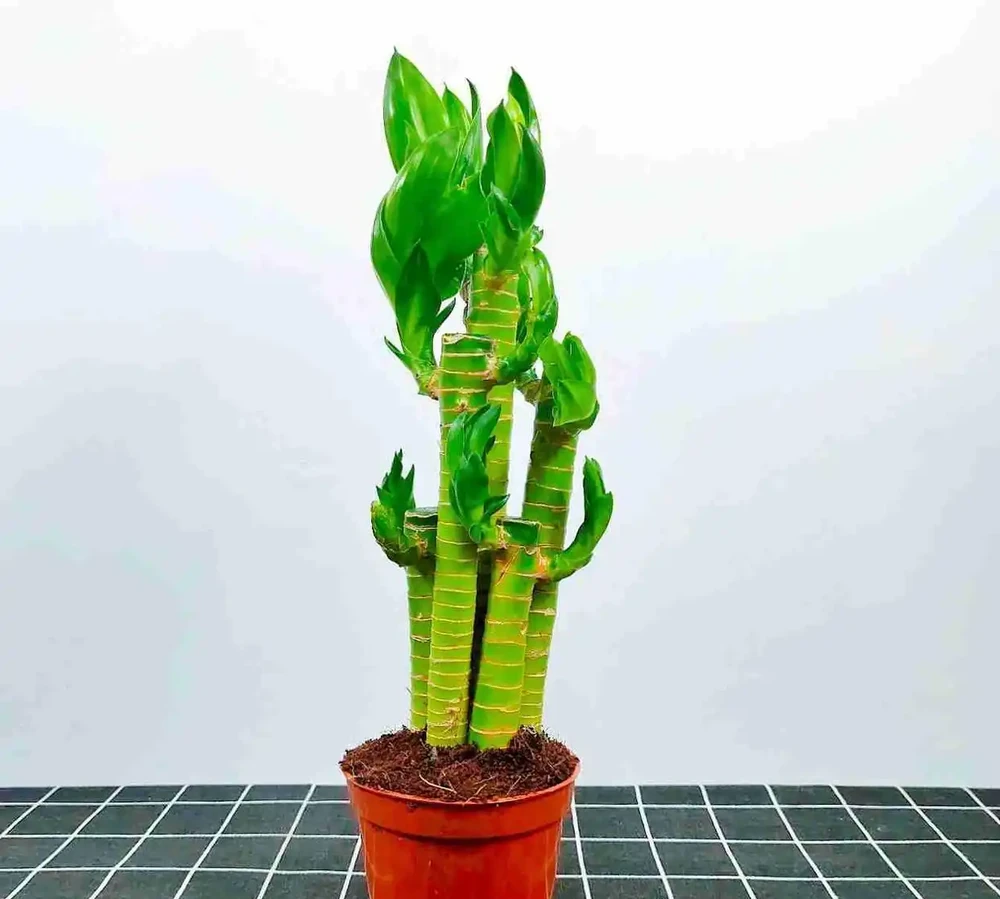 萬年竹總黃葉、不冒芽?土耕換水耕,加點它,根系白嫩猛竄新芽