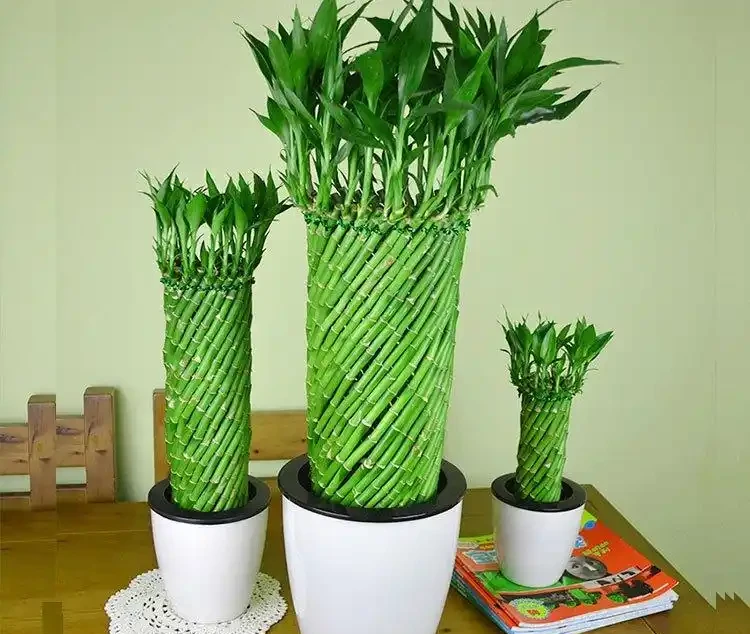 萬年竹總黃葉、不冒芽?土耕換水耕,加點它,根系白嫩猛竄新芽