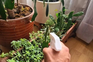 花蔫了別慌！3步急救法，室內花卉萎蔫後怎麼處理