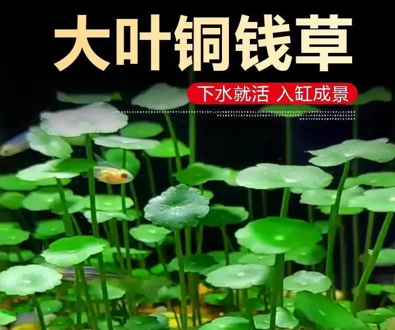 廣東女子把銅錢草扔進魚缸,半年後美到出圈!網友:這才是真正的「水下花園」