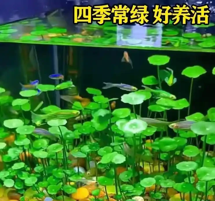 廣東女子把銅錢草扔進魚缸,半年後美到出圈!網友:這才是真正的「水下花園」