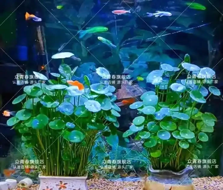 廣東女子把銅錢草扔進魚缸,半年後美到出圈!網友:這才是真正的「水下花園」