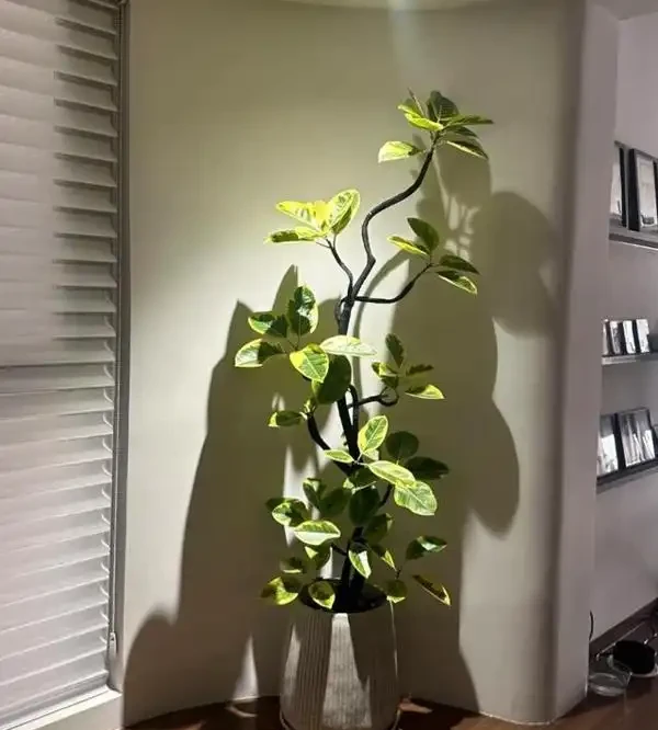 辦公室養這10種綠植,旺人更旺運,不僅格調高還能提升職場運勢!