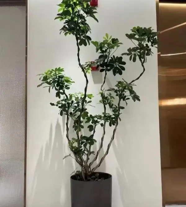 辦公室養這10種綠植,旺人更旺運,不僅格調高還能提升職場運勢!