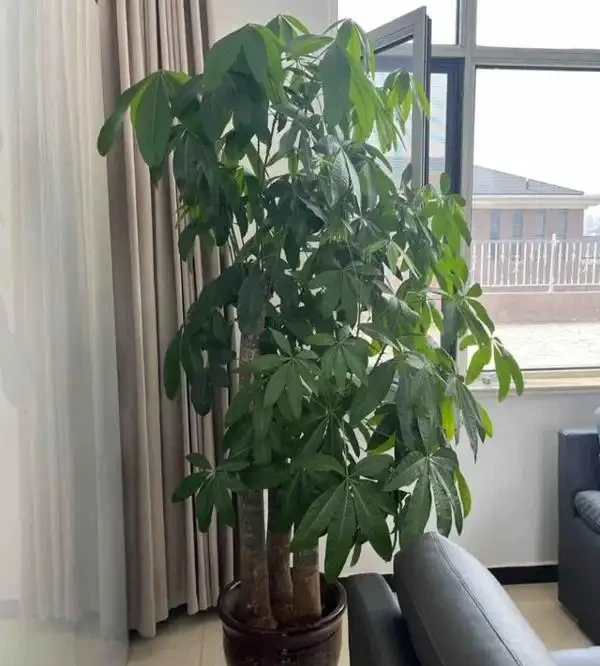 辦公室養這10種綠植,旺人更旺運,不僅格調高還能提升職場運勢!