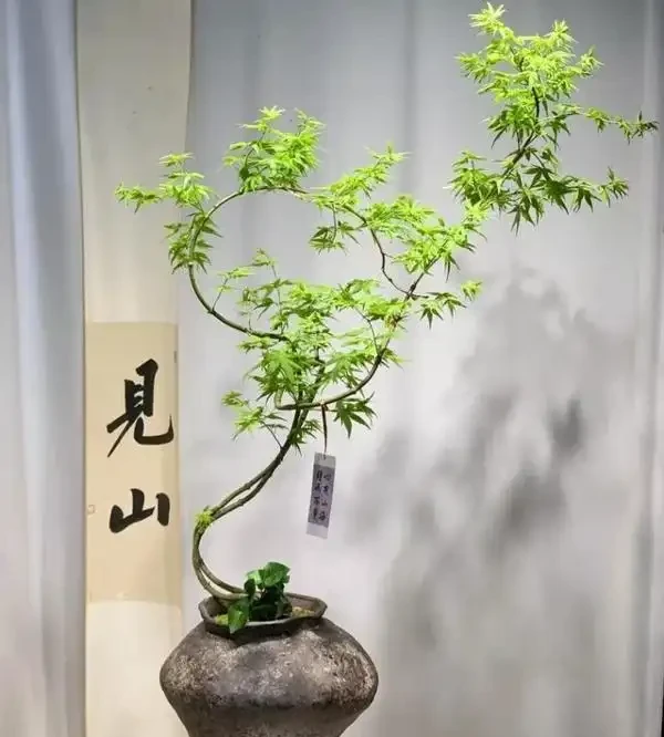辦公室養這10種綠植,旺人更旺運,不僅格調高還能提升職場運勢!