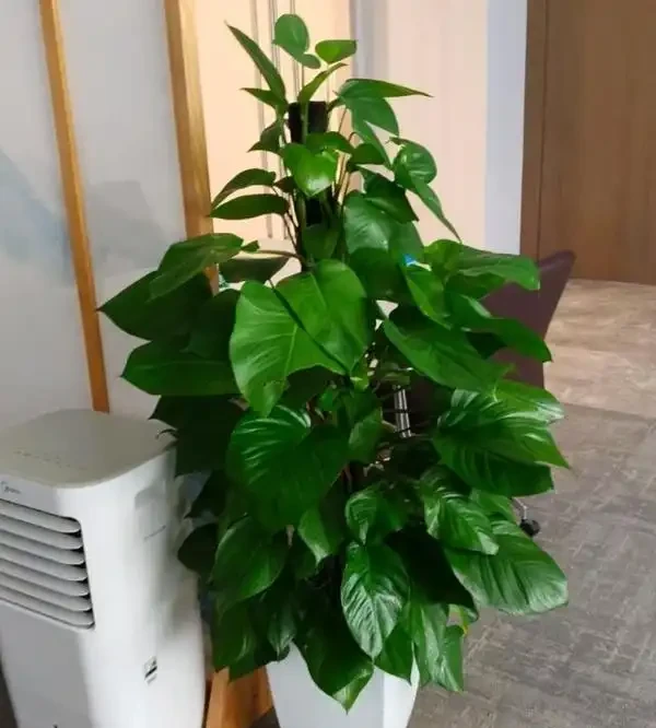 辦公室養這10種綠植,旺人更旺運,不僅格調高還能提升職場運勢!