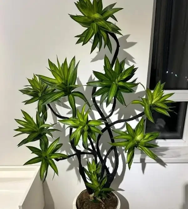辦公室養這10種綠植,旺人更旺運,不僅格調高還能提升職場運勢!
