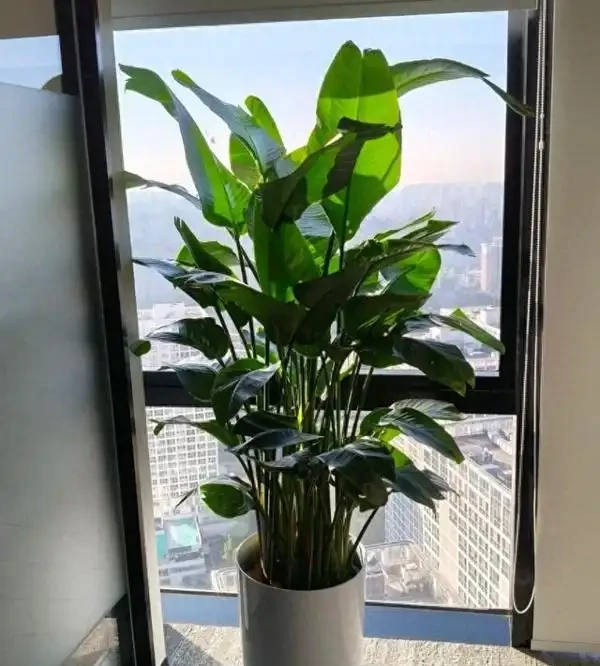 辦公室養這10種綠植,旺人更旺運,不僅格調高還能提升職場運勢!