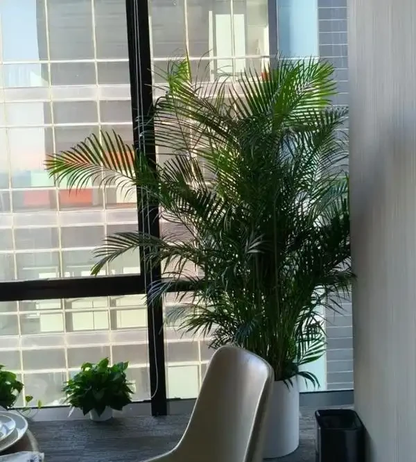 辦公室養這10種綠植,旺人更旺運,不僅格調高還能提升職場運勢!