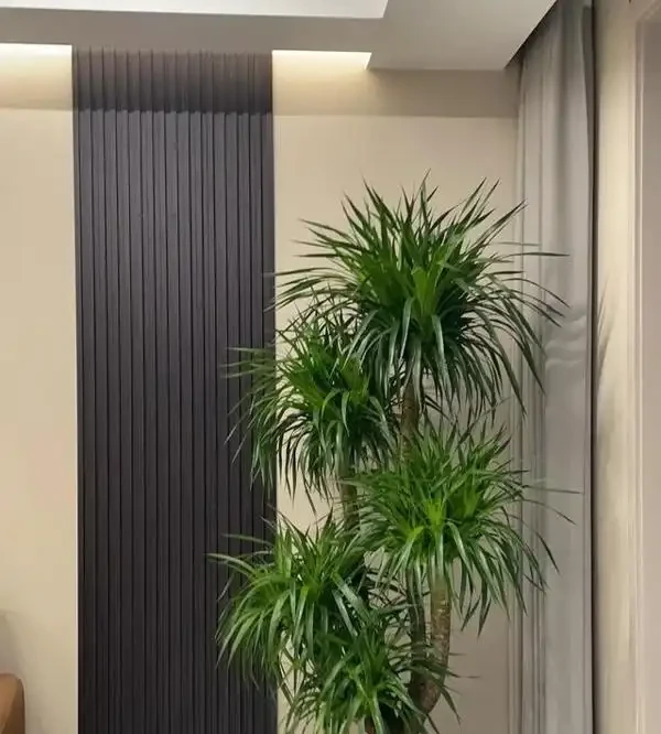 辦公室養這10種綠植,旺人更旺運,不僅格調高還能提升職場運勢!