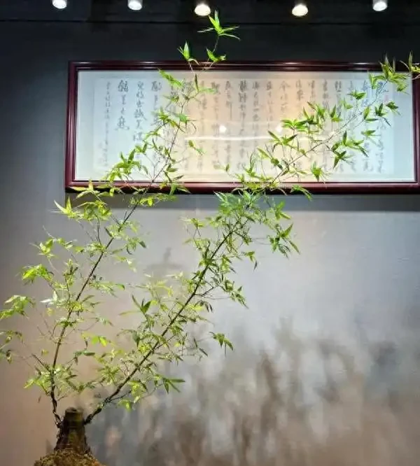 辦公室養這10種綠植,旺人更旺運,不僅格調高還能提升職場運勢!
