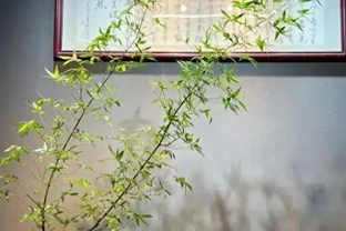 辦公室養這10種綠植，旺人更旺運，不僅格調高還能提升職場運勢！