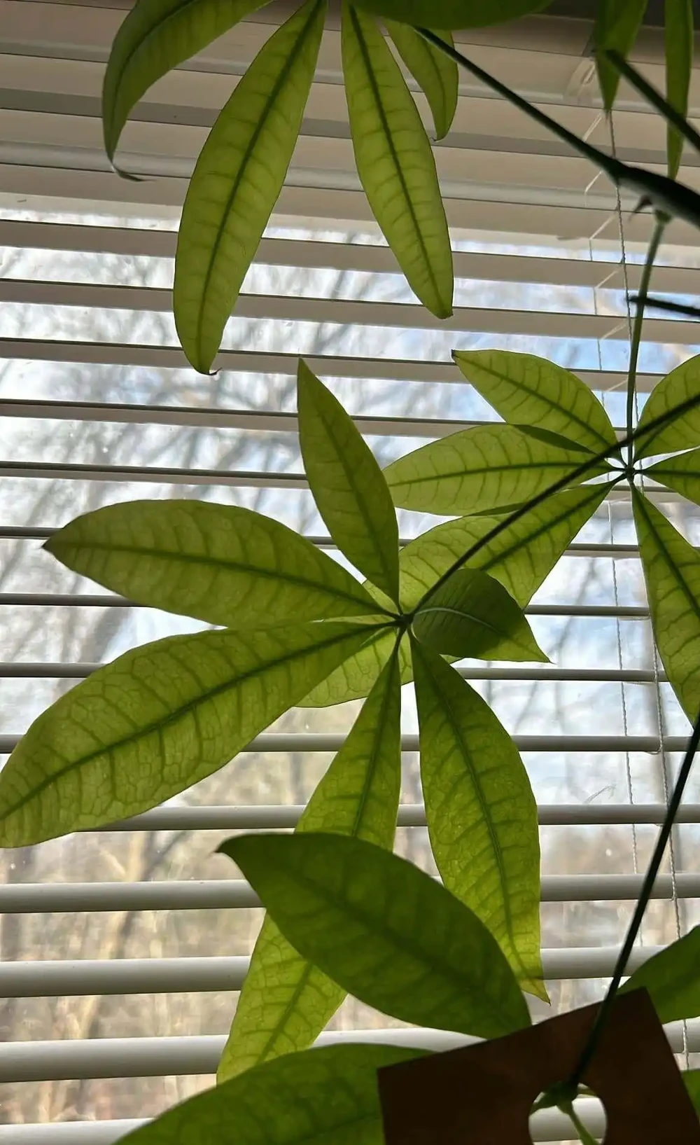 發財樹爛根悶濕