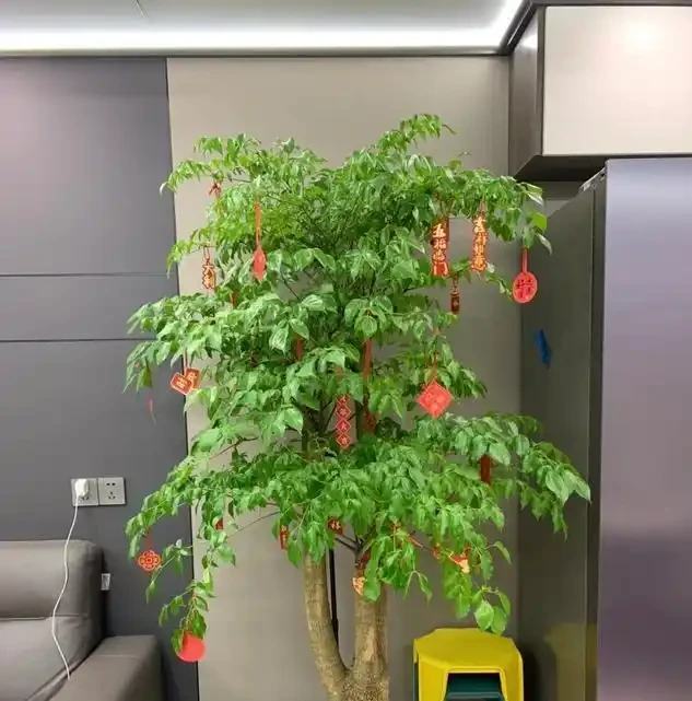 別再養黃金葛了!這盆「幸福樹」才是客廳扛把子,好養、旺家、能淨化空氣