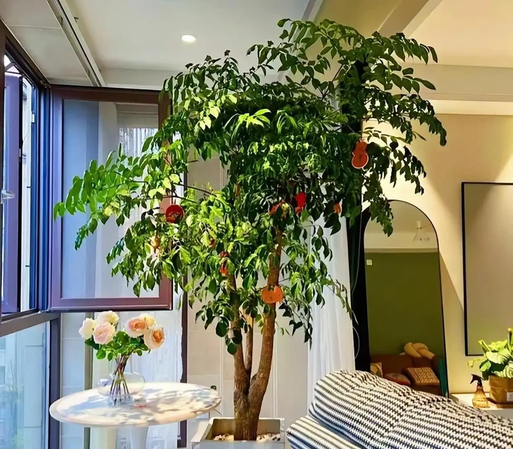 別再養黃金葛了!這盆「幸福樹」才是客廳扛把子,好養、旺家、能淨化空氣