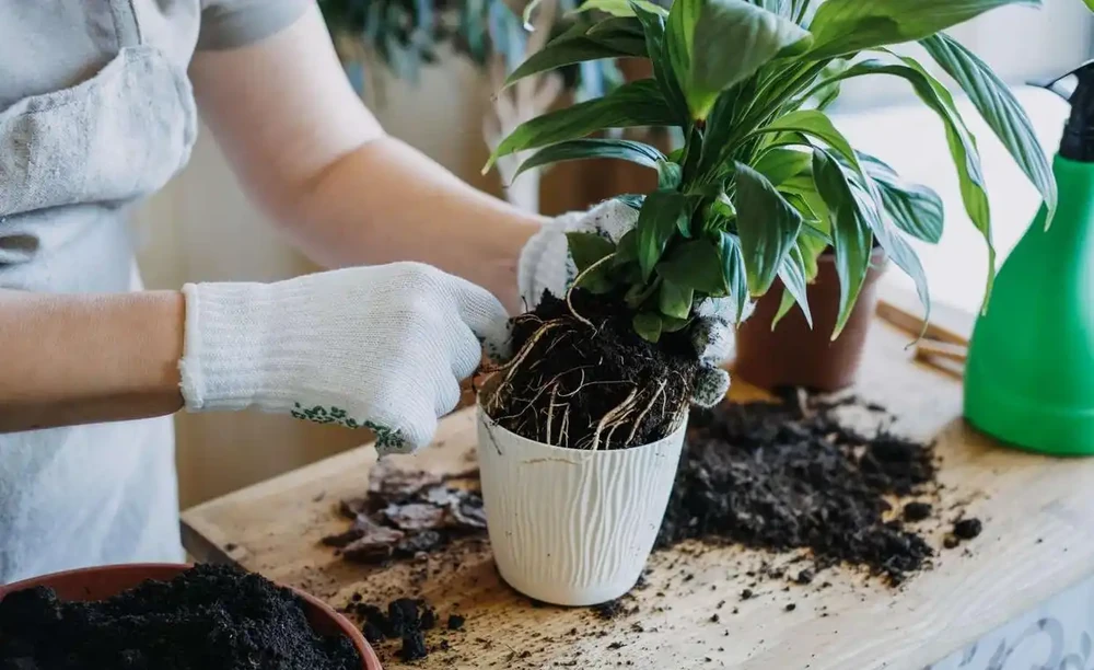 爛根悶濕早期訊號